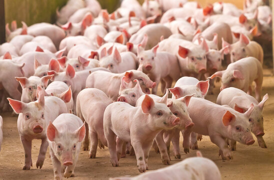 Carnes continuam sendo principal pauta exportadora de Santa Catarina em 2024